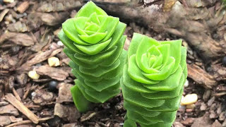 Crassula Varieties including Stacked Crassula Varieties  James Lucas Succulent collection [upl. by Arrak]