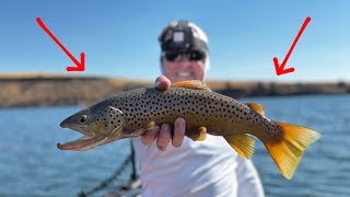 First Fall Brown Trout Catch amp Cook with Rainbow Trout [upl. by Aineval]