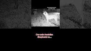 Our males vs female Anatolian Shepherd livestockguardiandog [upl. by Norraf703]