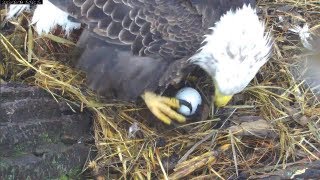 MNBound Eagles Mom Lays Her 1st Egg 3913 [upl. by Ellehcer]