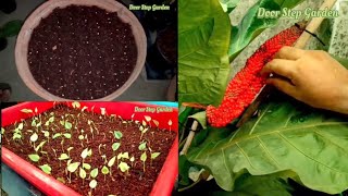 Seed Germination Process of Anthurium Foliage Plant ❤️❤️❤️ ll From Seeds to Baby Plant ll [upl. by Srini]