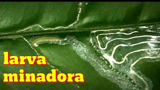 Larva minadora dicas definitivas para acabar com a larva minadora dos citrus [upl. by Tudela]