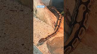 Snake Is Kind amp Gentle對動物溫柔一點 看見很多小孩都拍動物居住的玻璃 嚇親蛇 [upl. by Randee492]