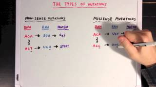 The Different Types of Mutations [upl. by Richela]