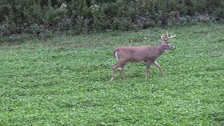 Morning and Afternoon Deer Hunting Strategies [upl. by Teri]