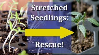 Fix Leggy Seedlings [upl. by Essyle]