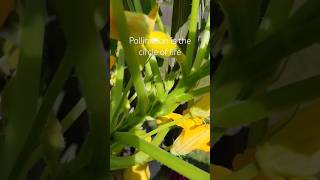 How bees pollinate 🐝 [upl. by Fennell500]