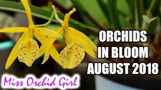 Orchids in bloom  August 2018 [upl. by Irvin]