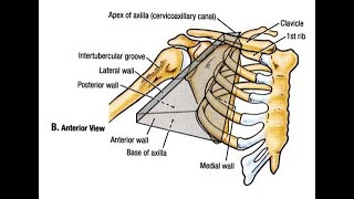 Anatomy of the Axilla Armpit and its importance [upl. by Opal]