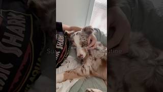 sahm sunday morning routine coffee australianshepherd disinfecting laundry asmr [upl. by Alig373]