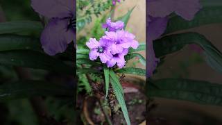 Ruellia simplex or mexican petunia plant flowers shorts [upl. by Anidnamra16]