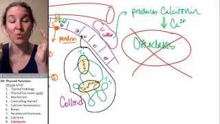 Thyroid 9 Calcitonin [upl. by Narrad725]