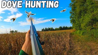 Dove Hunting Over A Corn Field Dove Season 2023 [upl. by Tatum]