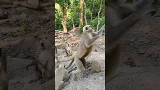 Fun with baboons animallover agressive funny fear fearless wildlifeanimals funnyanimal [upl. by Bloomer118]