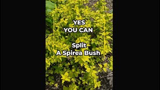 YES YOU CAN Split a Spirea Bush to make more bushes [upl. by Hsuk]