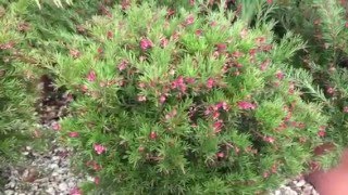 Grevillea Clear View David [upl. by Goren148]