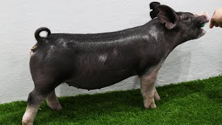 Lane Show Pigs Fall 2024 2043 Berkshire Gilt [upl. by Nbi]