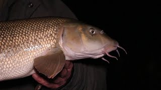 Barbel Fishing Rob Youngs Favourite Barbel and Chub Rig [upl. by Ferd]