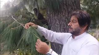 Temperate Forest Of Pakistan  Forest Education [upl. by Akahc]