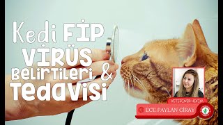 Kedi Fip Virüsü Hastalığı Belirtileri Tedavisi Nedir Nasıl Anlaşılır Testi  2 [upl. by Falkner]