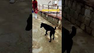 Blackie Injured 🥺 dogs doglover emotional caring trending [upl. by Renckens]