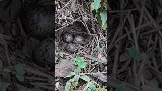 Amazing Quail Eggs quail nature quailfeed birdslover quailsound animals quailnetting [upl. by Ceciley]