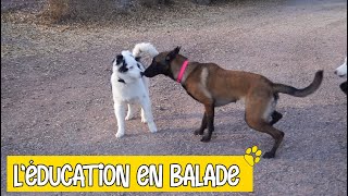 MALINOIS  BERGER AUSTRALIEN LABRADOR  Venez avec nous [upl. by Htirehc]