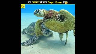 These animals have Super powers😱 shortsvideo [upl. by Etteyafal]