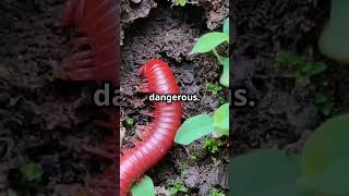 10 Amazing Facts About Millipedes You Didnt Know 🐛 [upl. by Agretha]