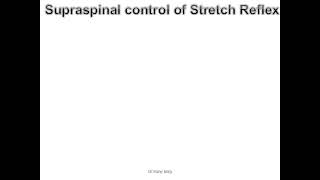 CNS Physiology Lec 7 part 1 supraspinal control of stretch reflex [upl. by Annaierb]