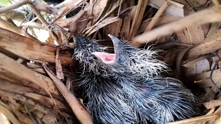 EP18Greater coucal bird Food for frogs and locusts for her baby to eat Review Bird Nest [upl. by Aretha]