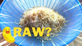 Do bean sprouts need to be cooked or can they be eaten raw [upl. by Wallie]