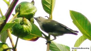 Beautiful Thick Billed Flowerpecker Bird [upl. by Afton]