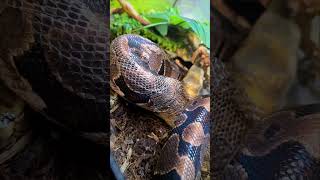 Ball python shedding ballpython woofmeow montreal beaconsfield [upl. by Irahc]