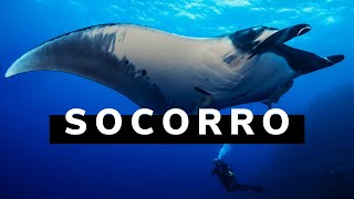 Epic Diving in Socorro Mexico  Manta Rays dolphins sharks and whales [upl. by Eidnarb430]