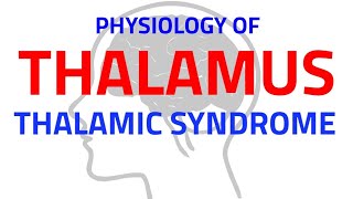 THALAMUS  CNS PHYSIOLOGY  NEUROPHYSIOLOGY [upl. by Zerlina]