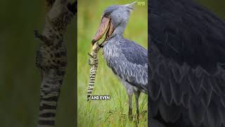 True Facts Shoebill Bird [upl. by Neelram]