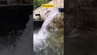 Incrível Peixe realiza a piracema em barragem [upl. by Nahej]