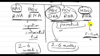 viral hepatitis 1  DR SAMEH GHAZY [upl. by Sansone]