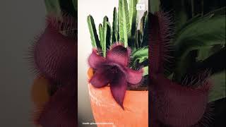 Stapelia opening timelapse  Gardening Australia gardeningaustralia [upl. by Ademordna515]