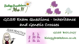 GCSE Exam Questions  Inheritance and Genetic Crosses [upl. by Janith]