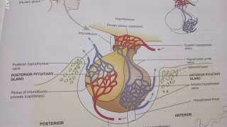 3 February 2024 Pitutary gland [upl. by Ashling]