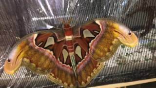 LARGEST MOTH IN THE WORLD FLY [upl. by Cave]