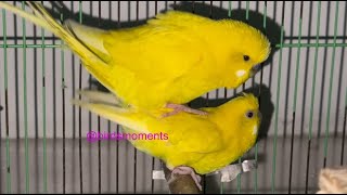 Jasperine and Pikachu the budgie mating non stop in the morning [upl. by Hcardahs]