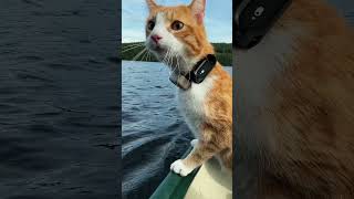 CAT Visits An Uninhabited ISLAND 🏝️🙀 adventure travelcat catlovers catvlog [upl. by Corvin]