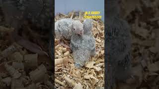 Yellow sided conure hand feeding chick 🐣pineappleconure smallconure viralvideo africanbird bird [upl. by Llenram]