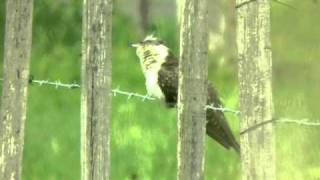 Coucou geai Clamator glandarius  Great Spotted Cuckoo [upl. by Shauna214]