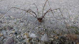 Dicranopalpus ramosus  Harvestman  Weberknecht [upl. by Clyte]