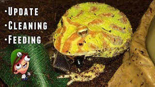 Pacman Frog UPDATE  Cleaning and Feeding [upl. by Sucramraj]