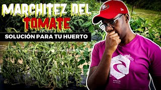 Guía definitiva para controlar la Marchitez del Tomate  Fusarium Ralstonia Nematodos [upl. by Enida]